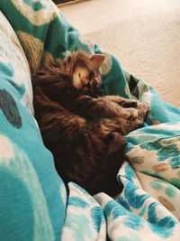 High angle view of cat sleeping on bed