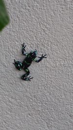 Close-up of insect on wall