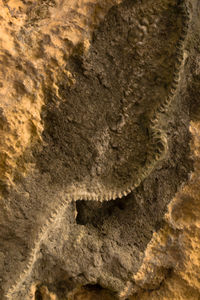 Close-up of footprints in the ground