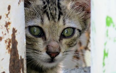 Close-up portrait of cat