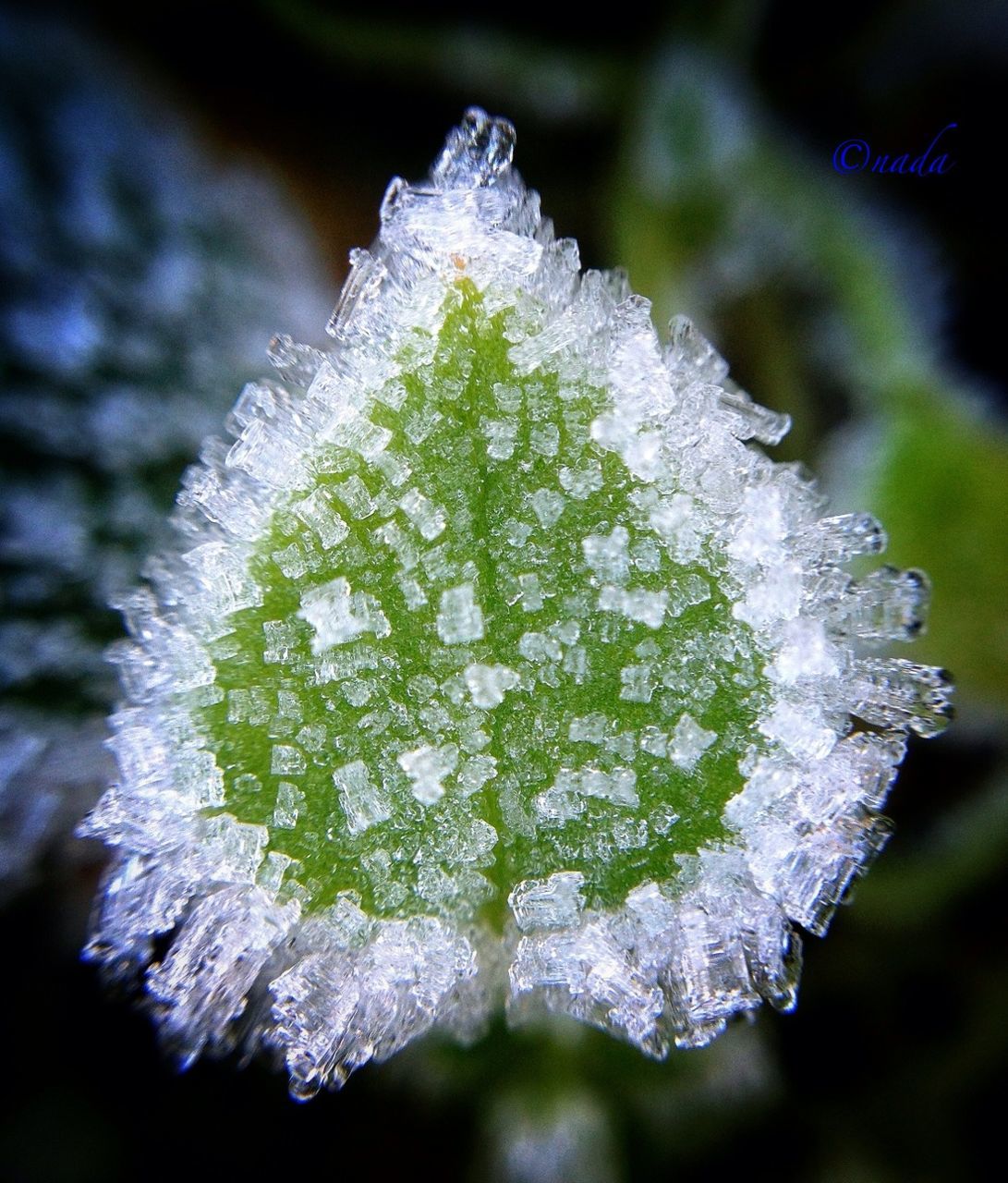 cold temperature, winter, snow, weather, season, frozen, white color, close-up, focus on foreground, fragility, drop, beauty in nature, freshness, nature, flower, ice, growth, wet, water, white