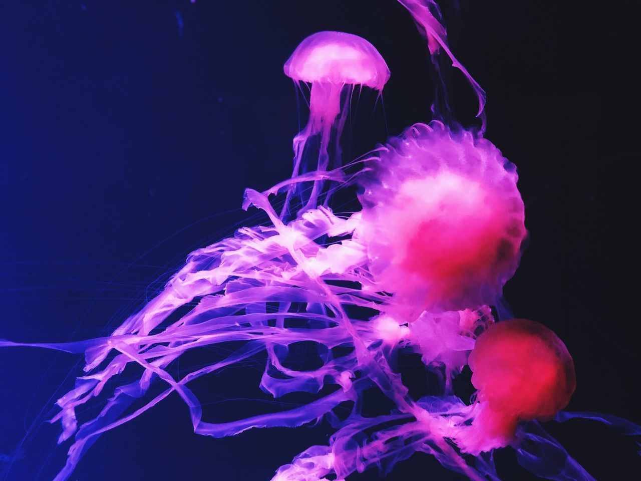 CLOSE-UP OF JELLYFISH IN WATER