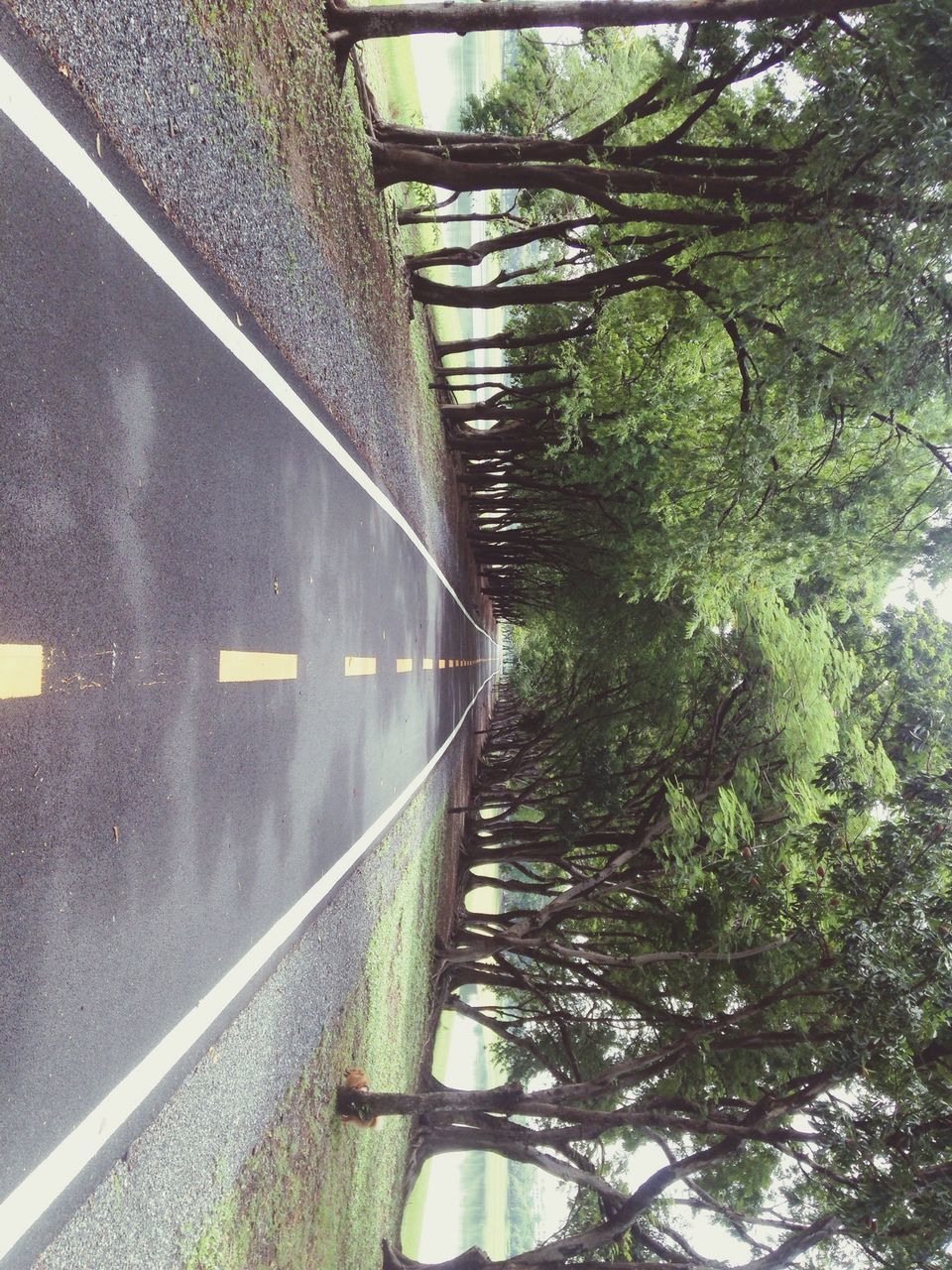 the way forward, transportation, tree, diminishing perspective, vanishing point, road, growth, narrow, long, footpath, day, walkway, empty, grass, green color, pathway, sunlight, outdoors, nature, street