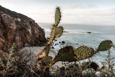 Cactus growing on rock by sea against sky