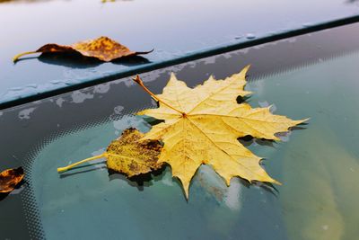 Close-up of maple leaf on water against sky