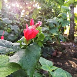 Close-up of flower blooming outdoors