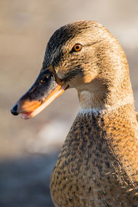 Female mallard or wild duck, anas platyrhynchos. close-up