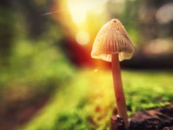 Close-up of mushroom growing in forest