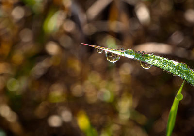 Close-up of water drops on plant