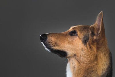 Close-up of dog over black background