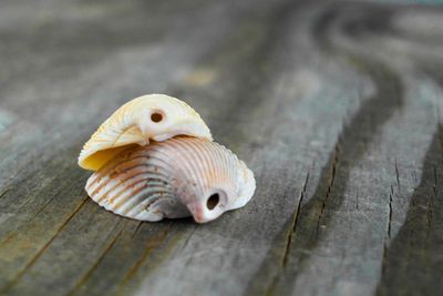 Close-up of snail on wood