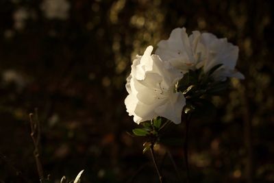 Close-up of white rose blooming outdoors