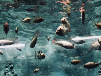 High angle view of fishes swimming in sea