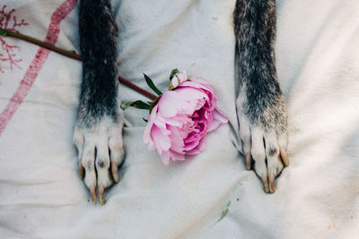 High angle view of cat by pink flower