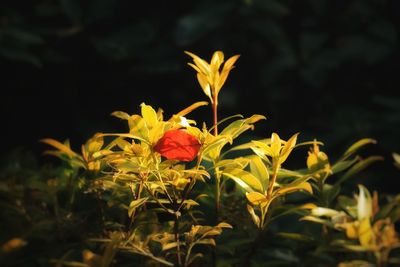 Close-up of flowering plant