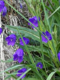 Close-up of purple crocus flowers on field