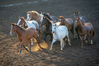 Horses in a field