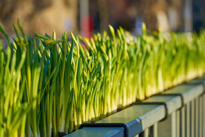 Close-up of fresh green plants