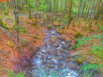 Stream passing through forest