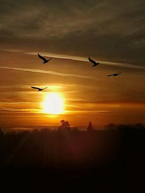 flying, bird, sunset, animal themes, mid-air, animals in the wild, spread wings, silhouette, animal wildlife, sun, nature, no people, outdoors, air vehicle, sky, beauty in nature, scenics, airplane, white stork, bird of prey, day