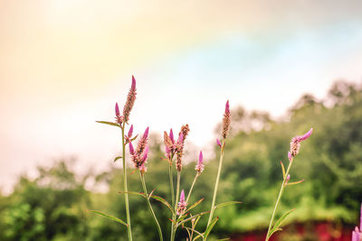 Close-up of pink flowering plant against sky