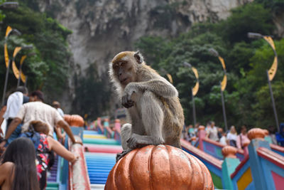 Crab-eating macaques, macaca fascicularis at caves villa next to batu caves in malaysia