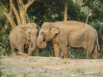 Elephants standing on field