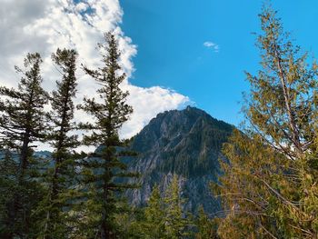 Pine trees on mountain against sky