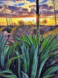 Plants growing on field against sky during sunset