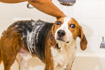 Close-up of dog in bathroom