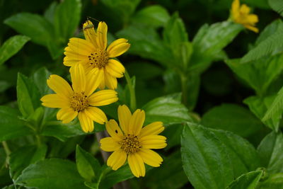 Close-up of yellow flowers blooming outdoors