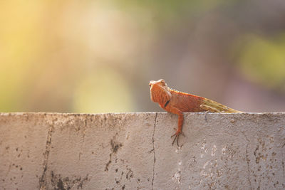 Close-up of bird perching on wall