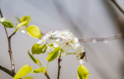 Close-up of white cherry blossom on tree