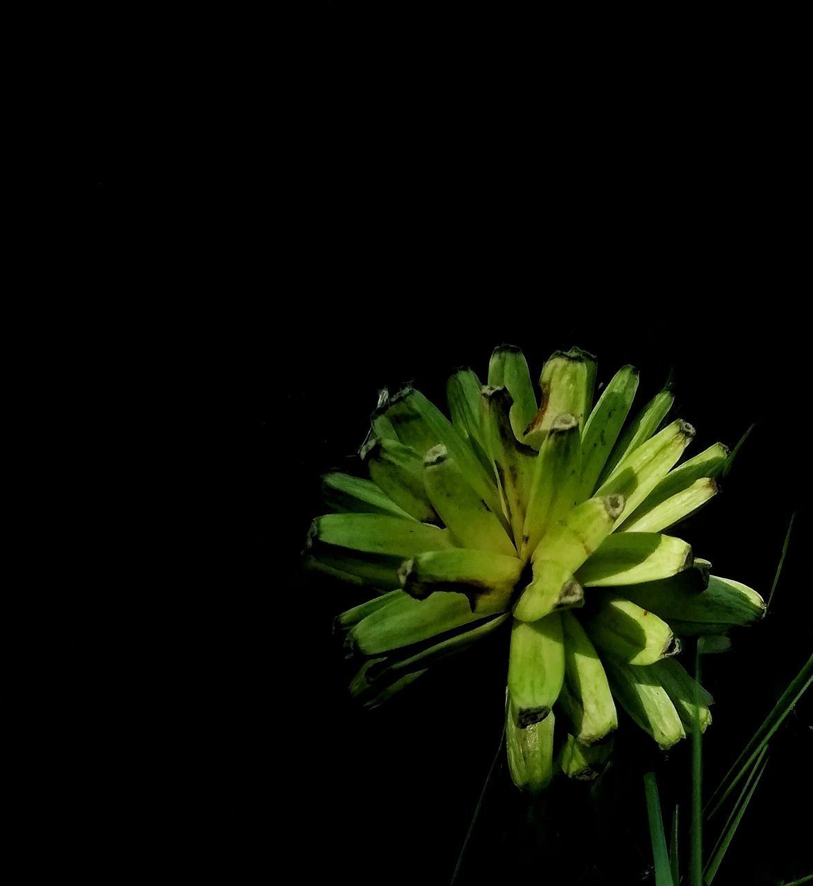 CLOSE-UP OF GREEN PLANT