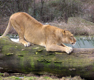 Lion relaxing on wood