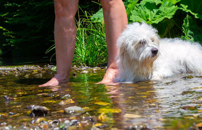 Low section of person with dog in water