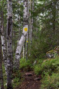 Trees in forest