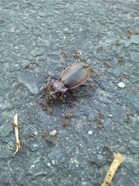 Close-up of insect on wall