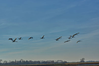 Low angle view of birds flying in sky