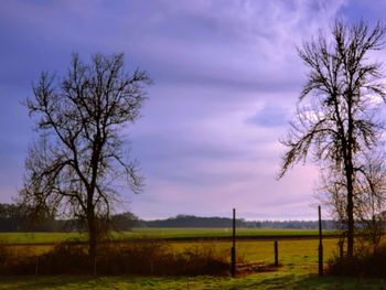 Bare tree on field against sky