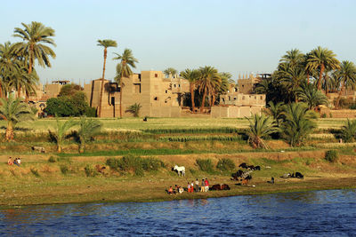 Children on riverbank of the nile egypt