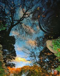 Low angle view of tree against sky