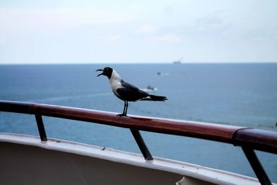 Seagull perching on railing against sea