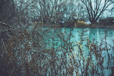 Scenic view of lake in forest