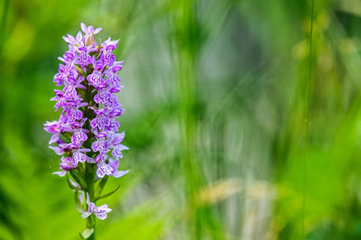 Close-up of purple flowering plant