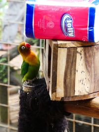 Close-up of bird perching on red