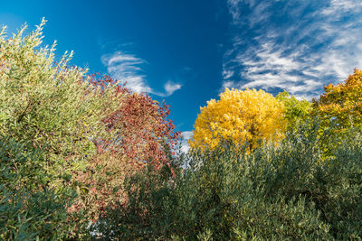 Low angle view of flowering plants against blue sky