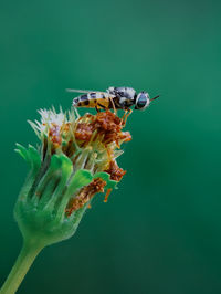 Close-up of insect on green background