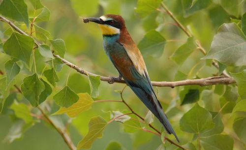 Close-up of bird perching on branch