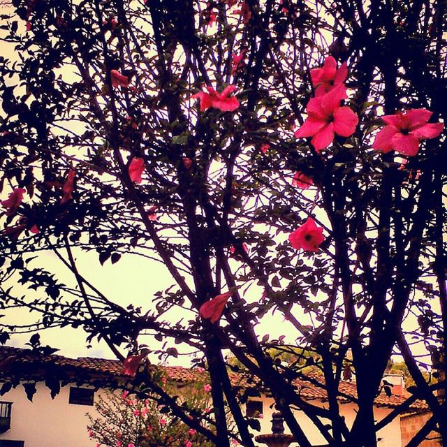 low angle view, tree, branch, flower, growth, built structure, architecture, pink color, nature, red, sky, freshness, clear sky, beauty in nature, building exterior, day, no people, outdoors, sunlight, fragility